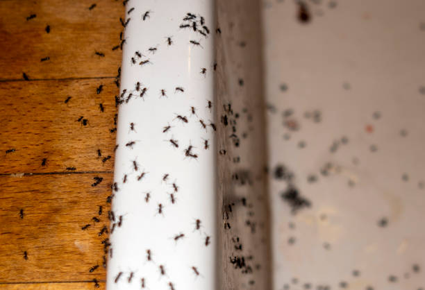 Reliable Mount Morris, IL Pest Control Solutions