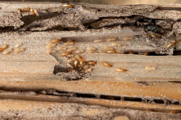 Best Pest Control Near Me  in Mount Morris, IL