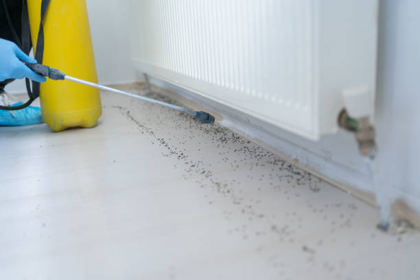 Best Flea Control Services  in Mount Morris, IL